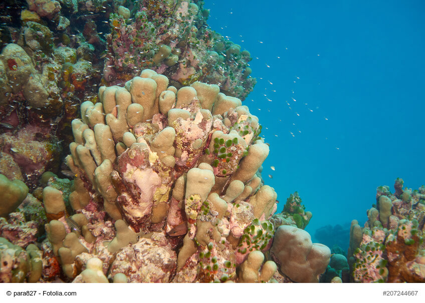 SANGO-MEERESKORALLE_naturally